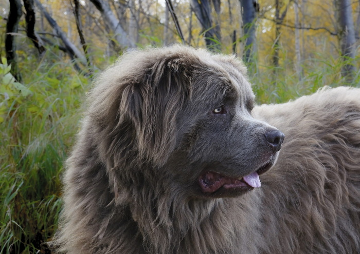 中短涂层，聚焦照片，狗，犬，纽芬兰，灰色，肖像，大号