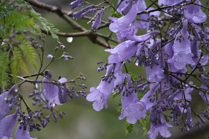 特写照片, 紫色, 风铃花, 水滴, 鲜花, 湿, 雨, 自然