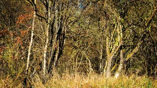 灌木丛，灌木丛，吞食，灌木丛，环境，美学，自然，野生