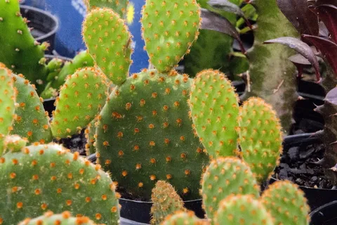 仙人掌,仙人掌科,多汁植物,多刺,柱状,生长,植物,多汁植物 仙人掌,仙人掌科,多汁植物,多刺,柱状,生长,植物,多汁植物