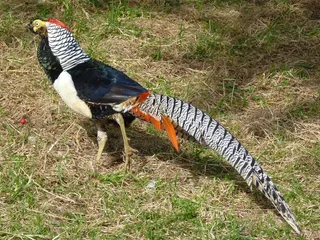 钻石雉，雉，鸟，羽毛，鸡的光滑脚，动物，自然，羽毛