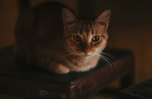 黑色，棕色，猫，椅子，宠物，家猫，家猫，猫