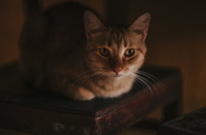 黑色，棕色，猫，椅子，宠物，家猫，家猫，猫