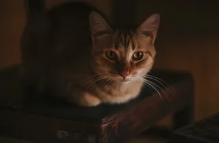 黑色，棕色，猫，椅子，宠物，家猫，家猫，猫