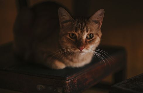 黑色,棕色,猫,椅子,宠物,家猫,家猫,猫 黑色,棕色,猫,椅子,宠物,家猫,家猫,猫