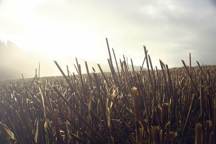 草，金色，小时，棕色，日出，植物，田野，自然