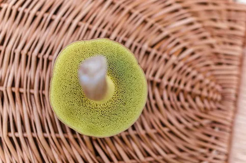 宏，篮子，蘑菇，真菌，牛肝菌，细节，生长，毒蕈