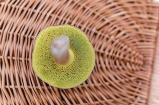 宏，篮子，蘑菇，真菌，牛肝菌，细节，生长，毒蕈