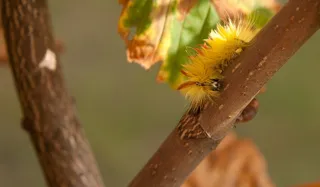 枫牛肉猫头鹰，毛虫，多毛，黄色，橙黄色，自然，夏天，昆虫