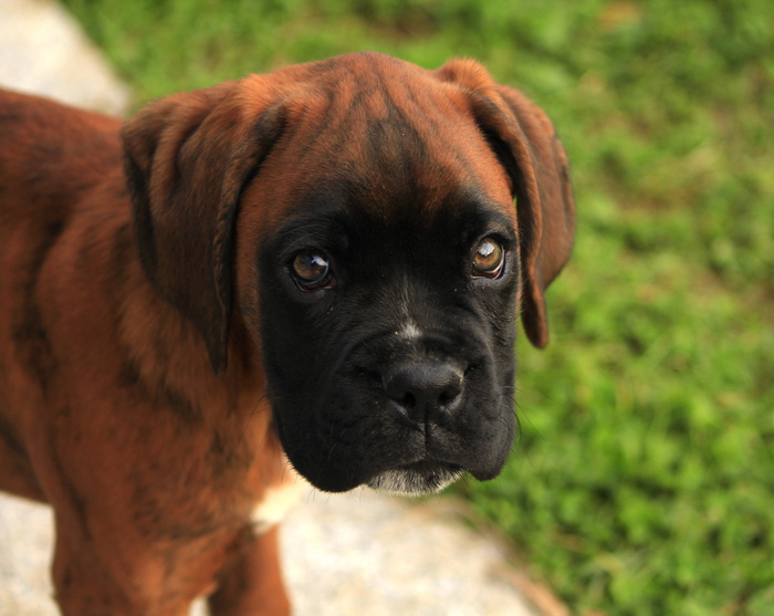 brown，brindle boxer小狗，选择性，焦点照片，狗，看门狗，狗外观，一种动物