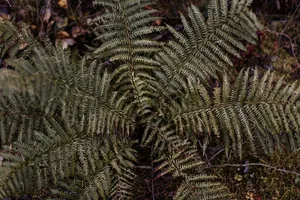 秋天在雾天向森林走去