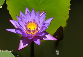 百合，花朵，睡莲，热带，白昼花，睡莲，胎生，蓝睡莲