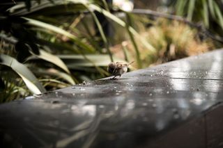 黑色大理石瓷砖上的棕色鸟