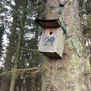 鸟类，房屋，鸟舍，编号，树，鸟类房屋，29，森林