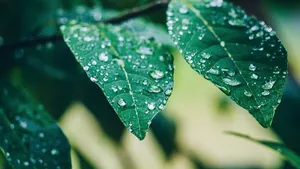 水滴，树叶，潮湿，岩石，河流，自然，绿色，树叶