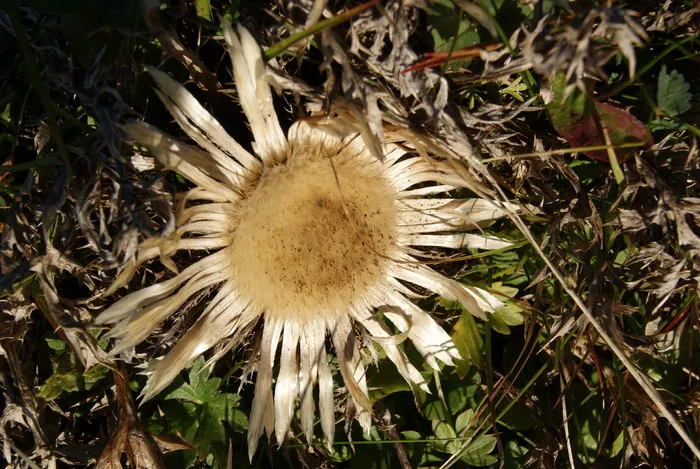 银蓟，车前草，菊科，花，植物，脆弱性，开花植物，脆弱性