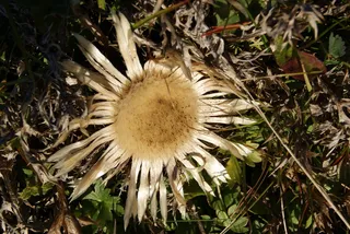 银蓟，车前草，菊科，花，植物，脆弱性，开花植物，脆弱性
