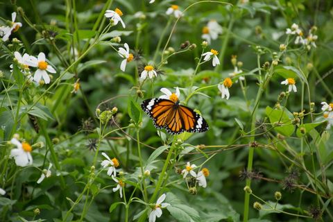 蝴蝶，花，蝴蝶，翅膀，它的叶子，生命，昆虫，白蝴蝶