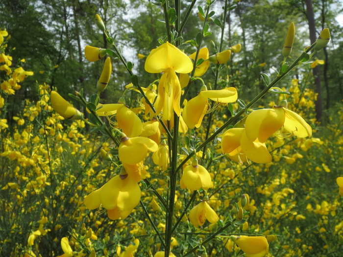 cytisus scoparius, 普通扫帚, 苏格兰扫帚, 野花, 植物区系, 开花, 宏, 植物学