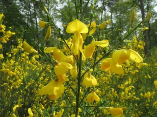 cytisus scoparius, 普通扫帚, 苏格兰扫帚, 野花, 植物区系, 开花, 宏, 植物学