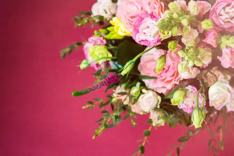 粉红色和白色花瓣的花朵, 特写, 摄影, 粉红色, 鲜花, 花瓣, 盛开, 开花 粉红色和白色花瓣的花朵, 特写, 摄影, 粉红色, 鲜花, 花瓣, 盛开, 开花
