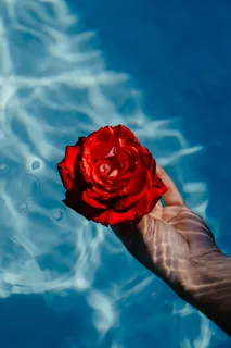 在一个温暖的夏日,一座游泳池的碧水上升起了一座清新的花园 在一个温暖的夏日,一座游泳池的碧水上升起了一座清新的花园