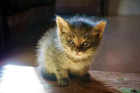 黑灰猫 黑灰猫