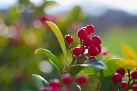 植物, 水果, 食品, 樱桃, 春天, 夏天, 叶子, 叶子 植物, 水果, 食品, 樱桃, 春天, 夏天, 叶子, 叶子
