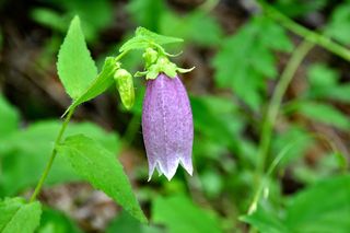 萤火虫项目，花卉，高原，草甸，norikura，植物，自然之美，生长