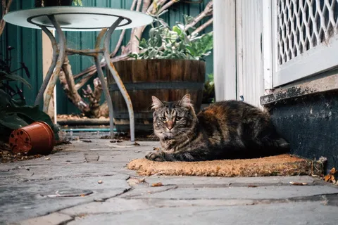 猫，斑猫，户外，冬天，舒适，坐着，宠物，可爱