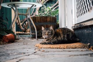 猫，斑猫，户外，冬天，舒适，坐着，宠物，可爱