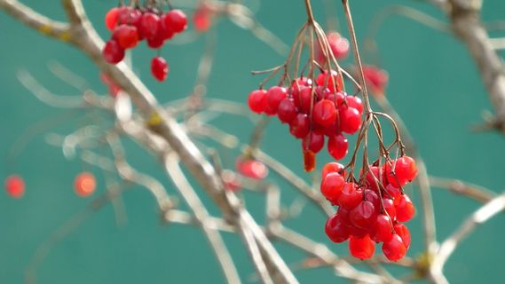 选择性，聚焦摄影，红色，樱桃，viburnum opulus，浆果红，美学，水果