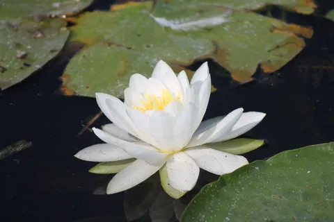 百合,百合花垫,沼泽,花,水,自然,植物,水生 百合,百合花垫,沼泽,花,水,自然,植物,水生