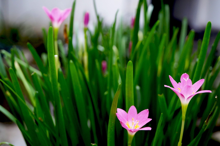 郁金香，草甸，春天，花，自然，春天草甸，花草甸，开花