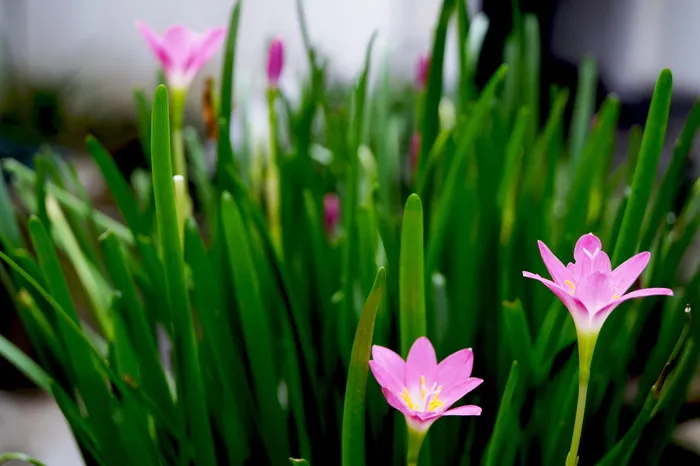 郁金香，草甸，春天，花，自然，春天草甸，花草甸，开花