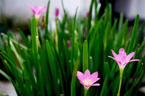 郁金香，草甸，春天，花，自然，春天草甸，花草甸，开花