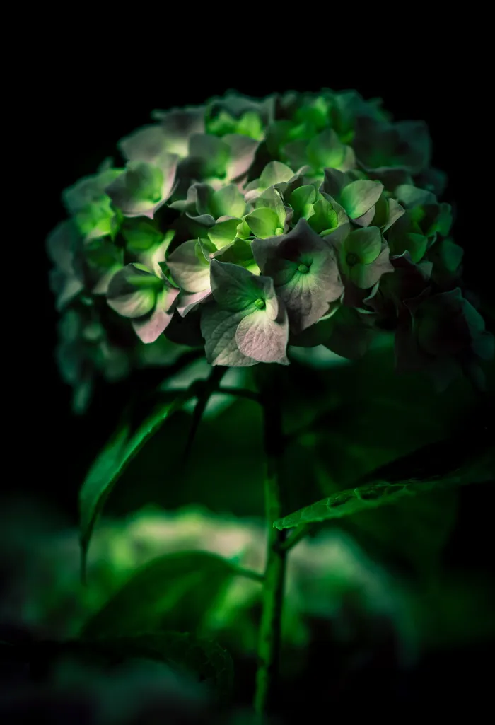 花, 自然, 花, 茎, 茎, 花瓣, 叶子, 绿色