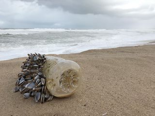 葡萄牙，圣克鲁斯，西尔维拉，废物，无过滤器，自然，海洋，塑料