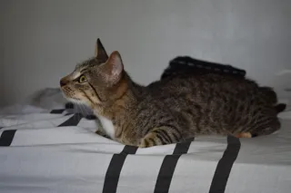 猫，哺乳动物，动物，阿比西尼亚，宠物，曼克斯，家具，#动物#爱情#猫#小猫#宠物#动物#宠物#房间