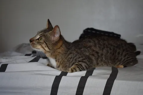 猫,哺乳动物,动物,阿比西尼亚,宠物,曼克斯,家具,#动物#爱情#猫#小猫#宠物#动物#宠物#房间 猫,哺乳动物,动物,阿比西尼亚,宠物,曼克斯,家具,#动物#爱情#猫#小猫#宠物#动物#宠物#房间