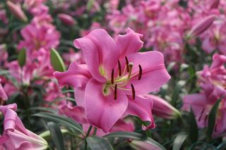 美丽，灿烂，花朵，礼来公司，花朵，单一，开花，新鲜