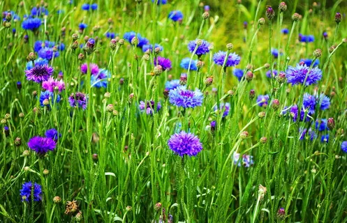 紫色, 蓝色, 花瓣状的花朵, 鲜花, 美, 开花, 蓝瓶, 芽 紫色, 蓝色, 花瓣状的花朵, 鲜花, 美, 开花, 蓝瓶, 芽