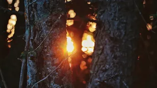 闪光，黑暗，总结，人类，自然，特写，树，没有人