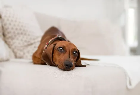 上镜,达克斯猎犬,狗,姿势,肖像,眼睛,表情,动物 上镜,达克斯猎犬,狗,姿势,肖像,眼睛,表情,动物