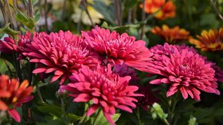 花, 奇切瓦直播, 鲜艳的色彩, 鲜花, 菊花, 自然色彩, 粉红色, 紫色