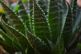 绿色，植物，生长，选择性聚焦，自然美，绿色，植物部分，叶子