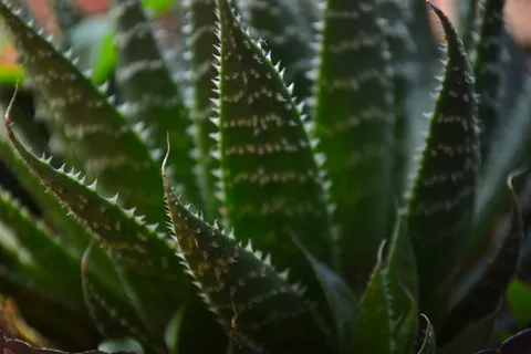 绿色,植物,生长,选择性聚焦,自然美,绿色,植物部分,叶子 绿色,植物,生长,选择性聚焦,自然美,绿色,植物部分,叶子