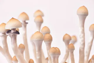 蘑菇，蘑菇，隔离，素食，美味，无味，天然，块状