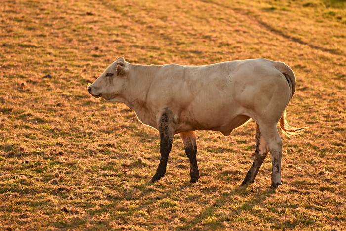 公牛、牛、牛、动物、哺乳动物、反刍动物、平趾、站立