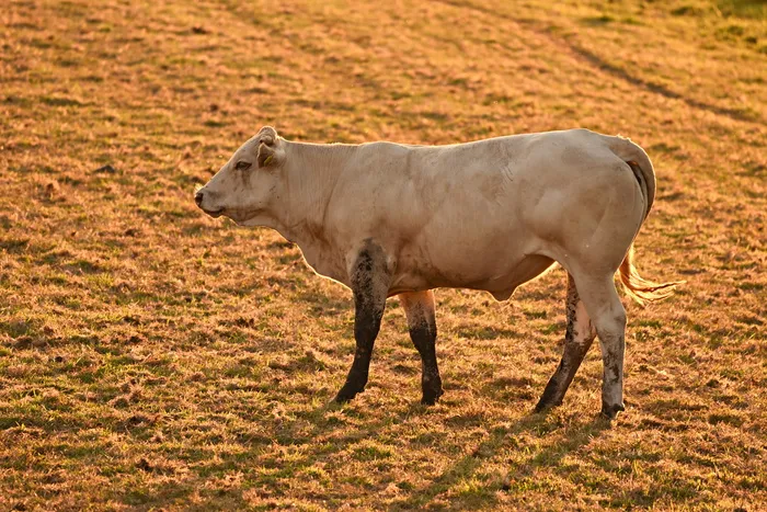 公牛、牛、牛、动物、哺乳动物、反刍动物、平趾、站立